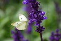 Cabbage butterfly Royalty Free Stock Photo