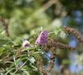 Cabbage butterfly on buddleia flower