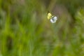 Cabbage butterfly and Cabbage butterfly flying in the bush. Royalty Free Stock Photo