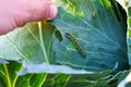Cabbage butterfly caterpillar eats cabbage leaves close-up, harmful insects, pest control Royalty Free Stock Photo