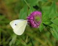 Cabbage Butterfly on a Clover Flower