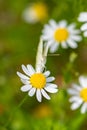 Cabbage butterfly on a daisy flower Royalty Free Stock Photo