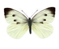 Cabbage butterfly Royalty Free Stock Photo