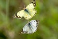 Cabbage butterfly and Cabbage butterfly flying in the bush. Royalty Free Stock Photo