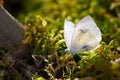 Cabbage butterfly in golden sunsetlight; Kohlweissling in goldenem Abendlicht Royalty Free Stock Photo