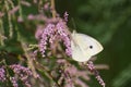 Cabbage Butterfly or Large White on Heather Royalty Free Stock Photo