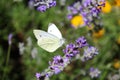 Cabbage butterfly on lavender flowers Royalty Free Stock Photo