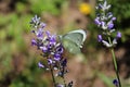 Cabbage butterfly on lavender flowers Royalty Free Stock Photo