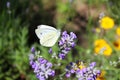 Cabbage butterfly on lavender flowers Royalty Free Stock Photo