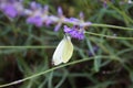 Cabbage butterfly on lavender flowers Royalty Free Stock Photo