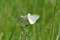 Cabbage butterfly Royalty Free Stock Photo