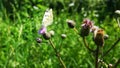 Cabbage butterfly Royalty Free Stock Photo