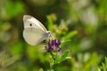 Cabbage butterfly Royalty Free Stock Photo