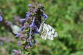 Cabbage butterfly (macro)