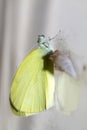 Cabbage butterfly ( Pieris brassicae) came out of cocoon Royalty Free Stock Photo