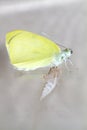 Cabbage butterfly ( Pieris brassicae) came out of cocoon Royalty Free Stock Photo