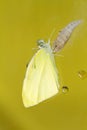 Cabbage butterfly ( Pieris brassicae) came out of cocoon Royalty Free Stock Photo