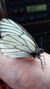 The cabbage butterfly Pieris brassicae sits on the finger. Close-up photo.