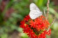 Cabbage butterfly Royalty Free Stock Photo