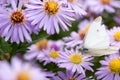 The cabbage butterfly sitting on a flower Royalty Free Stock Photo