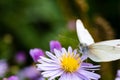 The cabbage butterfly sitting on a flower Royalty Free Stock Photo