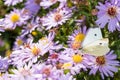 The cabbage butterfly sitting on a flower Royalty Free Stock Photo