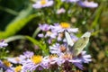 The cabbage butterfly sitting on a flower Royalty Free Stock Photo