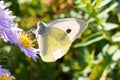 The cabbage butterfly sitting on a flower Royalty Free Stock Photo