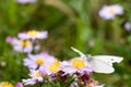 The cabbage butterfly sitting on a flower Royalty Free Stock Photo