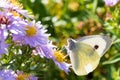 The cabbage butterfly sitting on a flower Royalty Free Stock Photo