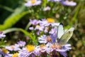 The cabbage butterfly sitting on a flower Royalty Free Stock Photo