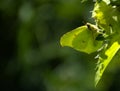 Cabbage Butterfly sitting on the flower during sunny day.