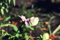 Cabbage butterfly sitting on pink flower close up in summer Royalty Free Stock Photo