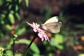 Cabbage butterfly sitting on pink flower close up in summer Royalty Free Stock Photo