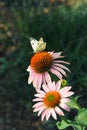 The cabbage butterfly sitting on pink with orange coneflower Royalty Free Stock Photo