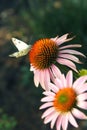 The cabbage butterfly sitting on pink with orange coneflower Royalty Free Stock Photo