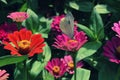 The cabbage butterfly sitting on pink zinnias Royalty Free Stock Photo