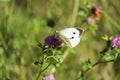 Cabbage butterfly sitting on a purple flower of clover Royalty Free Stock Photo