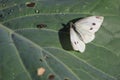 Cabbage butterfly Royalty Free Stock Photo