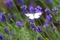 Cabbage white- Pieris Brassicae - white butterfly sitting on flowering lavender Royalty Free Stock Photo