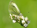 Cabbage butterfly on valerian flower Royalty Free Stock Photo