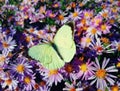 Cabbage butterfly