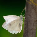 Cabbage butterfly in golden sunsetlight; Kohlweissling in goldenem Abendlicht Royalty Free Stock Photo