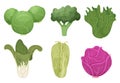 Cabbage cartoon. Green clean vegetable eco food fresh garden broccoli tasty farm cooking vector