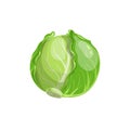Cabbage in cartoon trendy style. Healthy food. Farm fresh veggie just from the garden. Organic eco vegetable for salads. Vector il