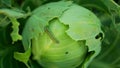 Cabbage caterpillar butterfly field large white leaf bitten holes eating nibble green moth Pieris brassicae cole crops Royalty Free Stock Photo