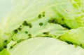 Cabbage caterpillar feces Royalty Free Stock Photo