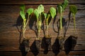 Cabbage cauliflower seedlings sprouts Royalty Free Stock Photo