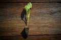 Cabbage cauliflower seedlings sprouts Royalty Free Stock Photo