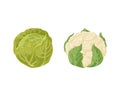 Cabbage. Cauliflower and white cabbage. Fresh vegetables. Farm vegetables. Organic vegetarian products. Vector